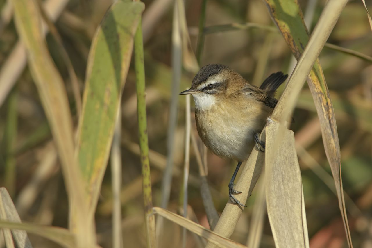 Forapaglie castagnolo (Acrocephalus melanopogon)